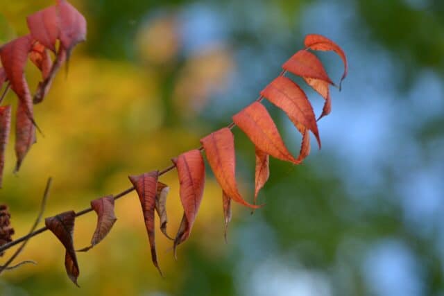 Experience autumn's finest views