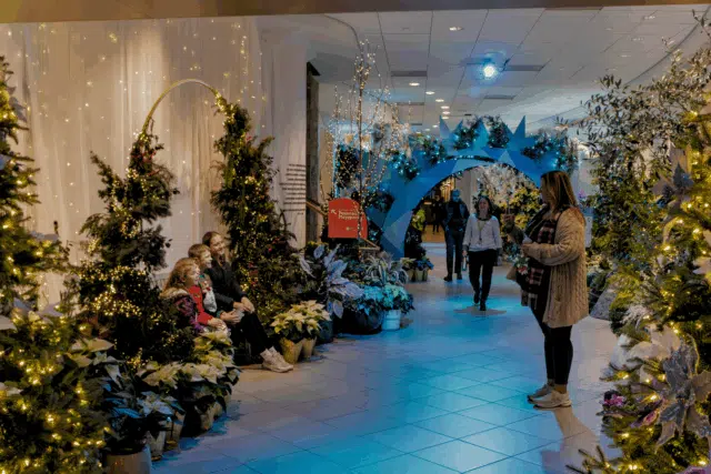 Frost: An Ice-Capped Garden Experience