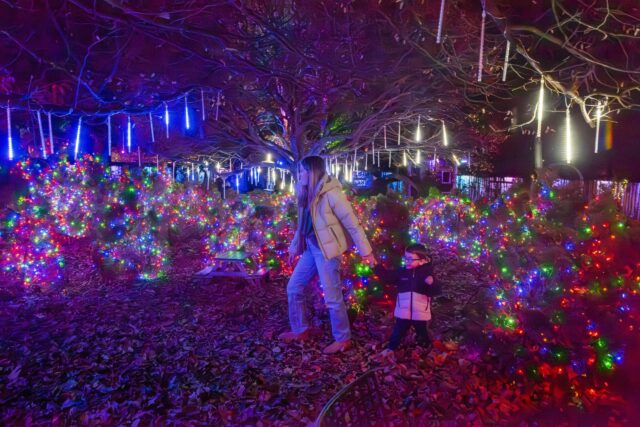 Frost: An Ice-Capped Garden Experience