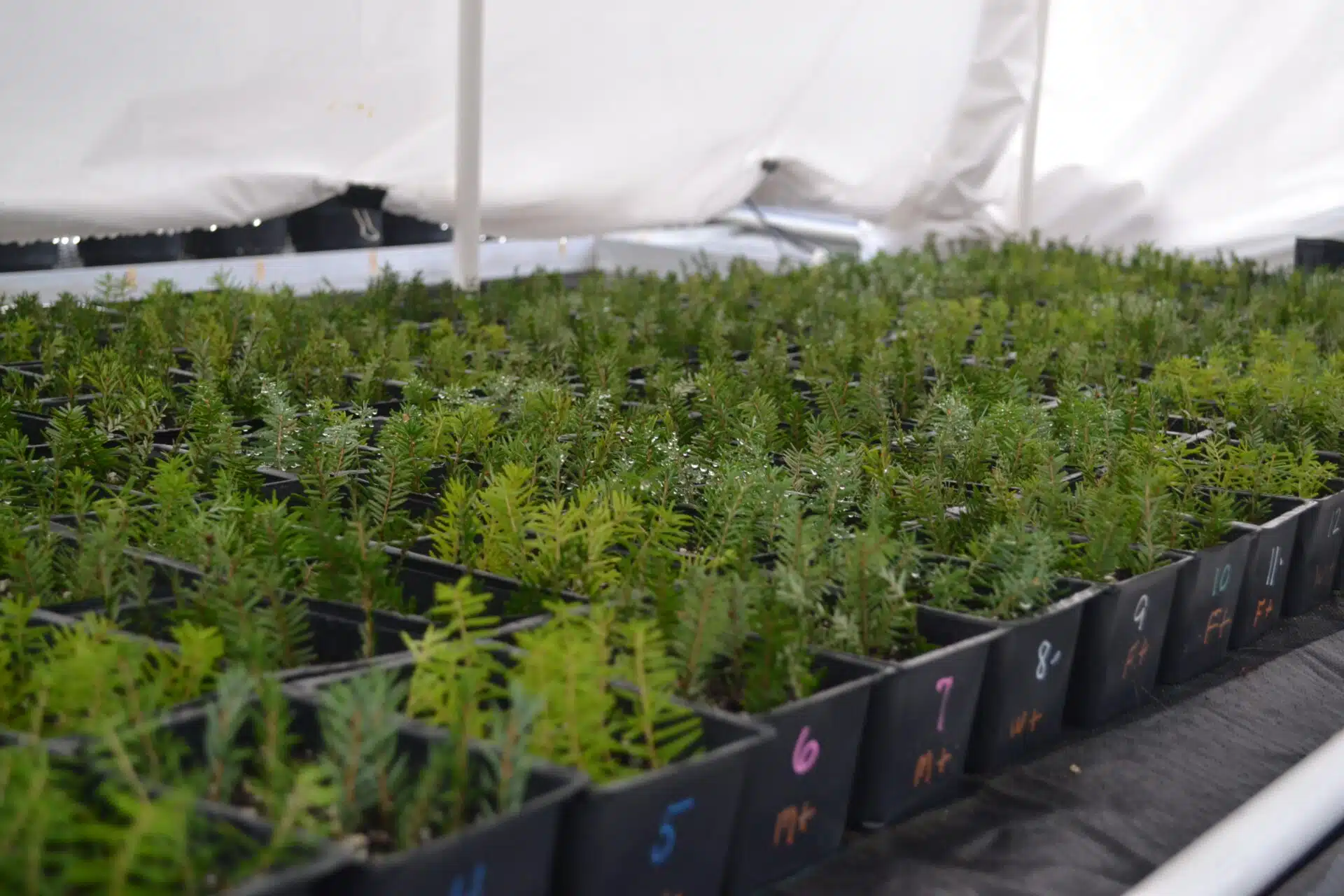 Eastern Hemlock Research