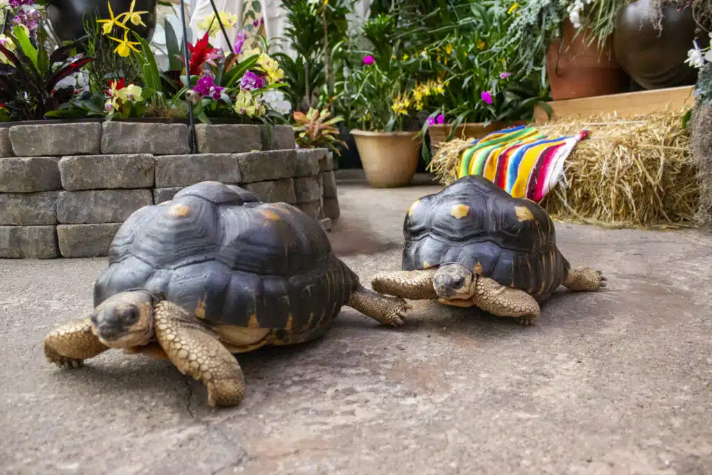 Shell-abration: Tortoises Turn 50