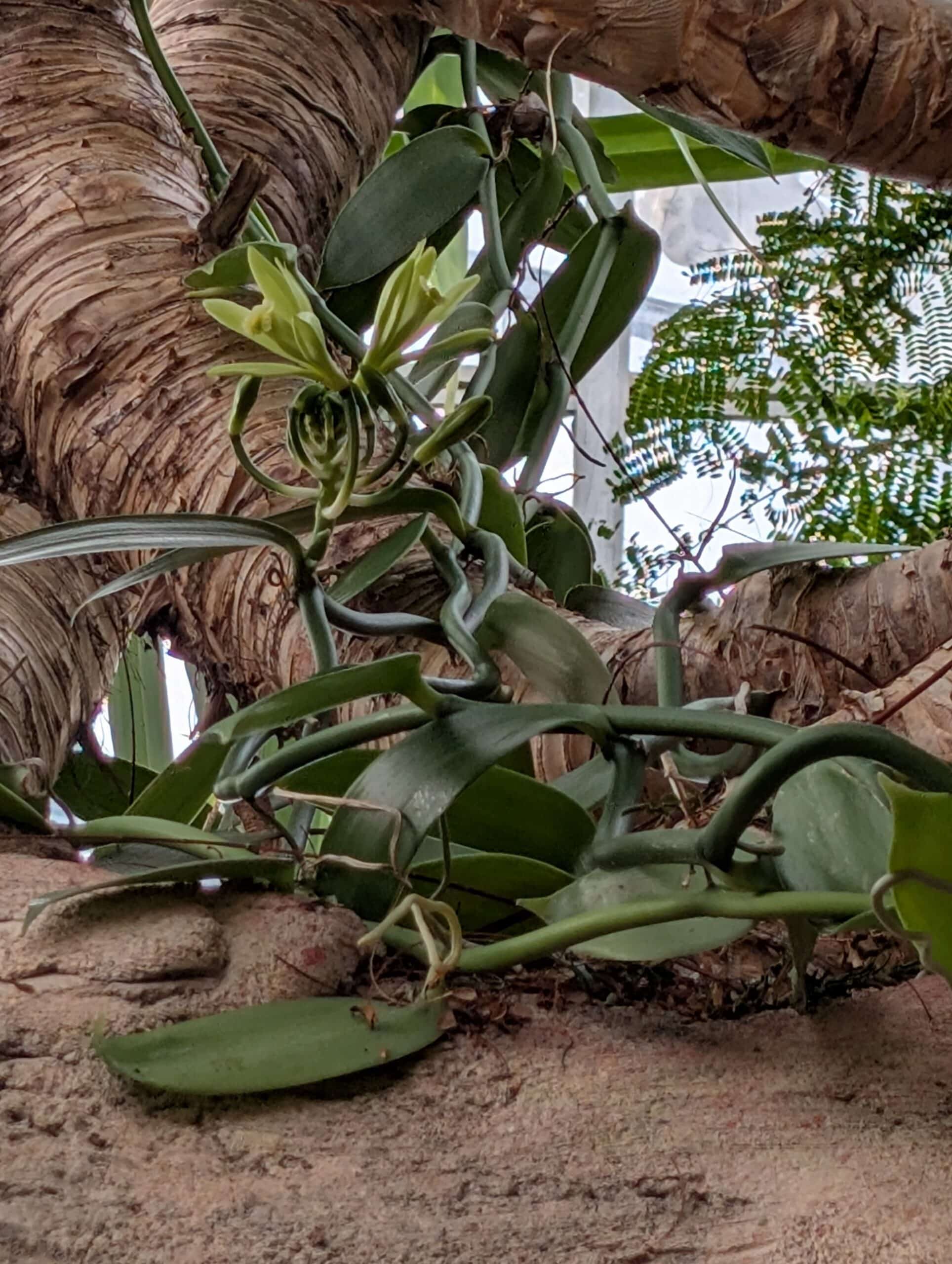 How To Hand-Pollinate Vanilla  Plants, Living collections  HF&G