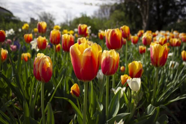 Peak Tulip Blooms!