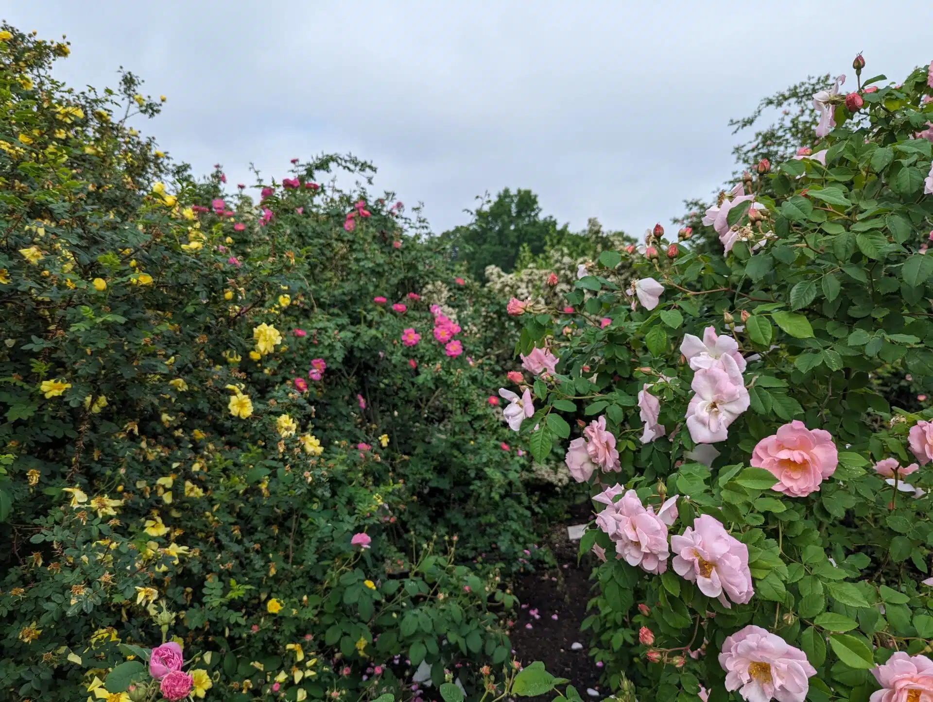 Essential Herb Garden Experiences » Cleveland Botanical Garden » HF&G