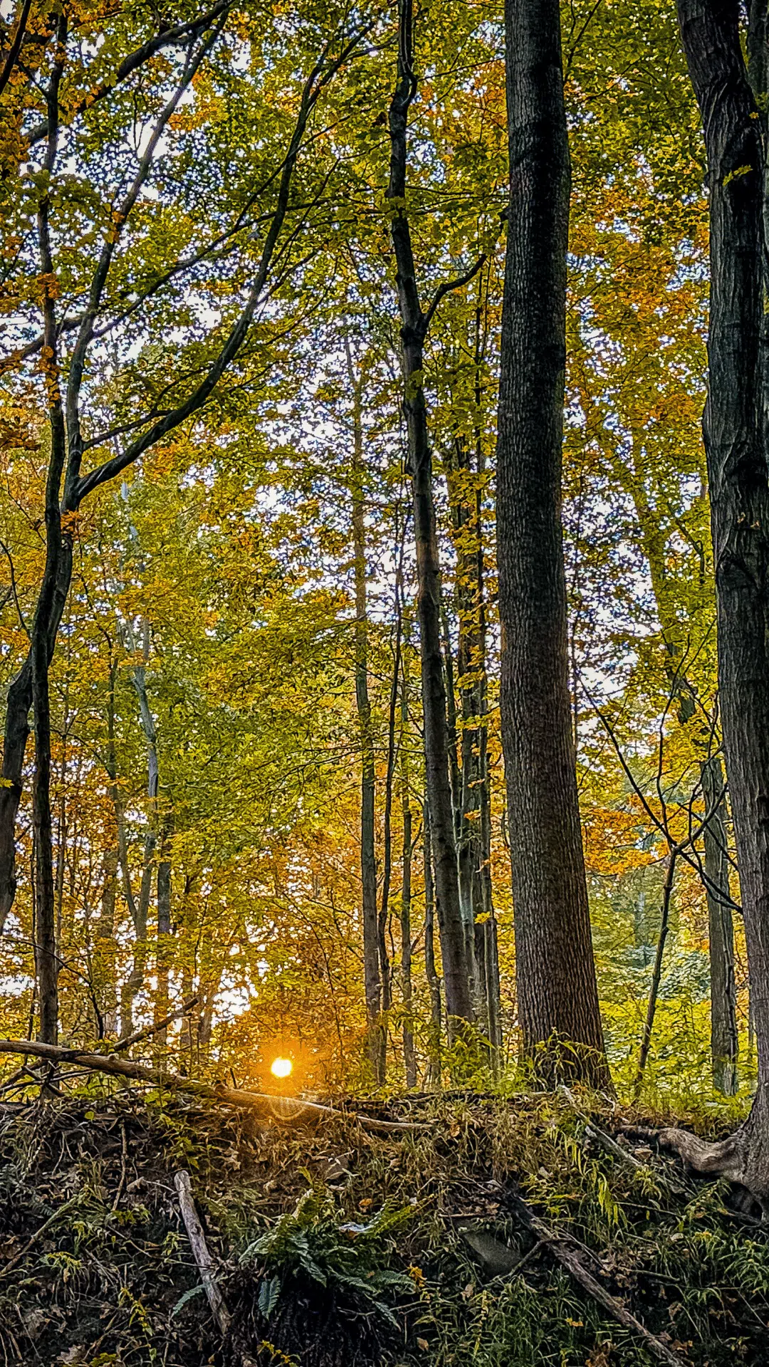 forest sunrise