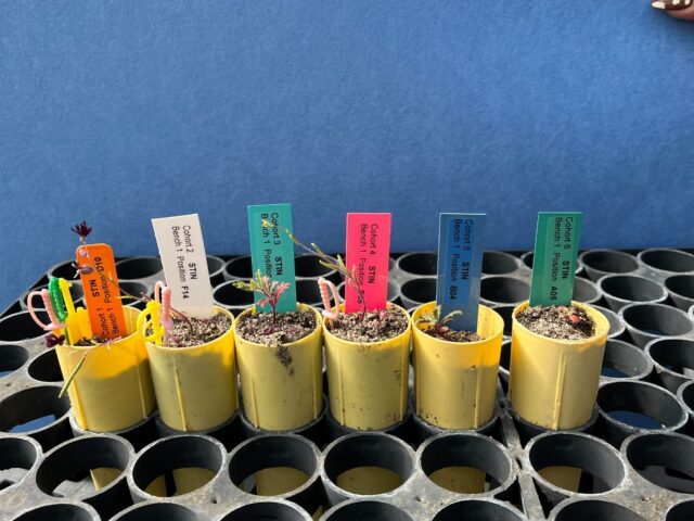 Six tiny pots sit in a line, labeled left to right, cohort 1, cohort 2, and so on. Each pot contains one small seedling, the plants on the right are smallest.