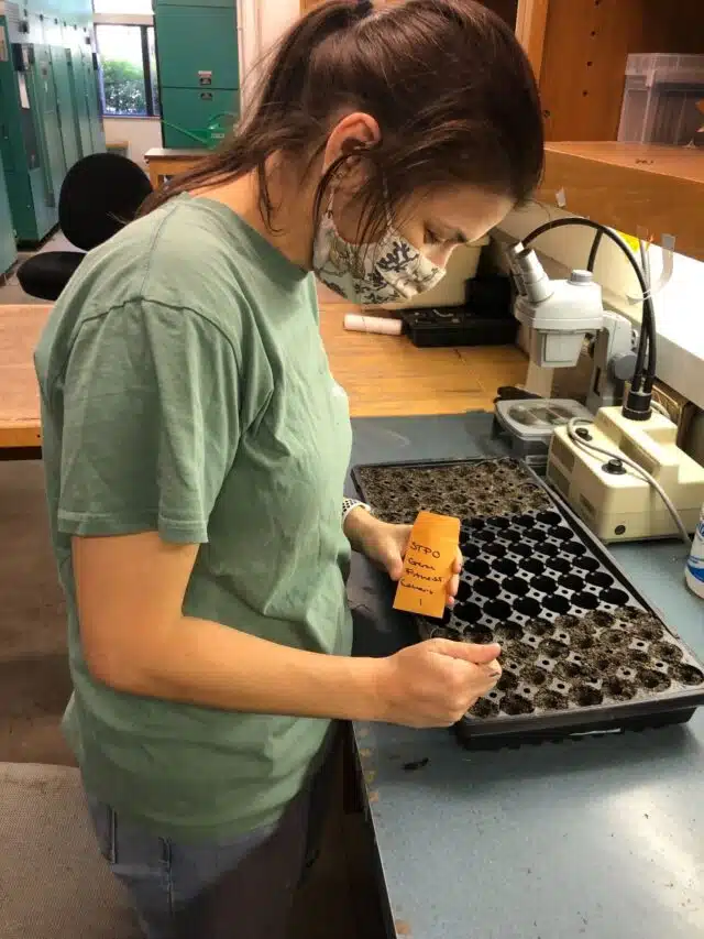 Samantha Worthy, in a biology lab, sows seeds from a small brown envelope into a large black seedling tray using tweezers.