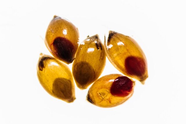 Close-up of five seeds, each with a small circular embryo visible inside; three of the embryos are reddish from tetrazolium staining.