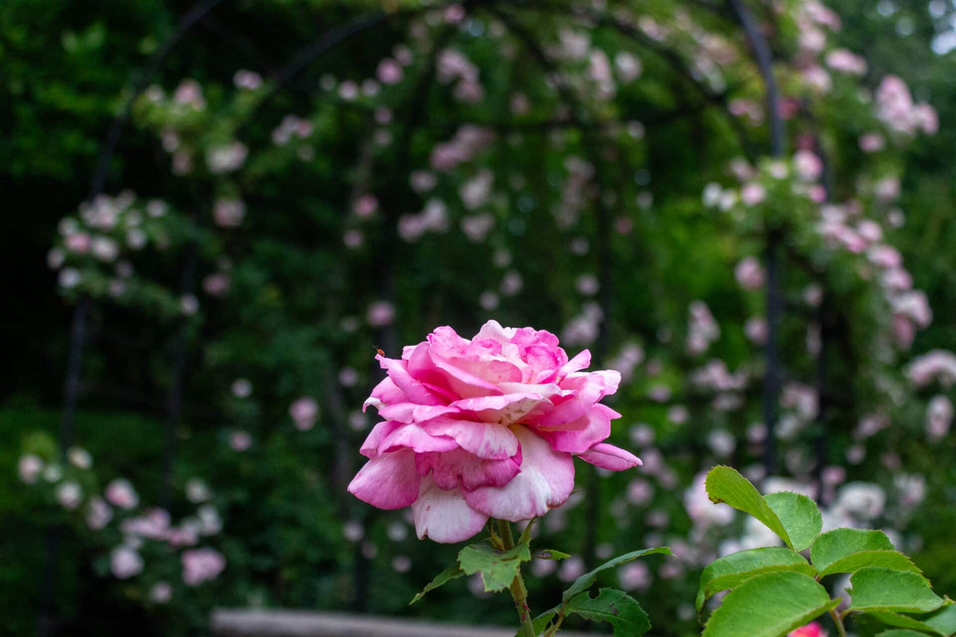 Cleveland Botanical Garden
